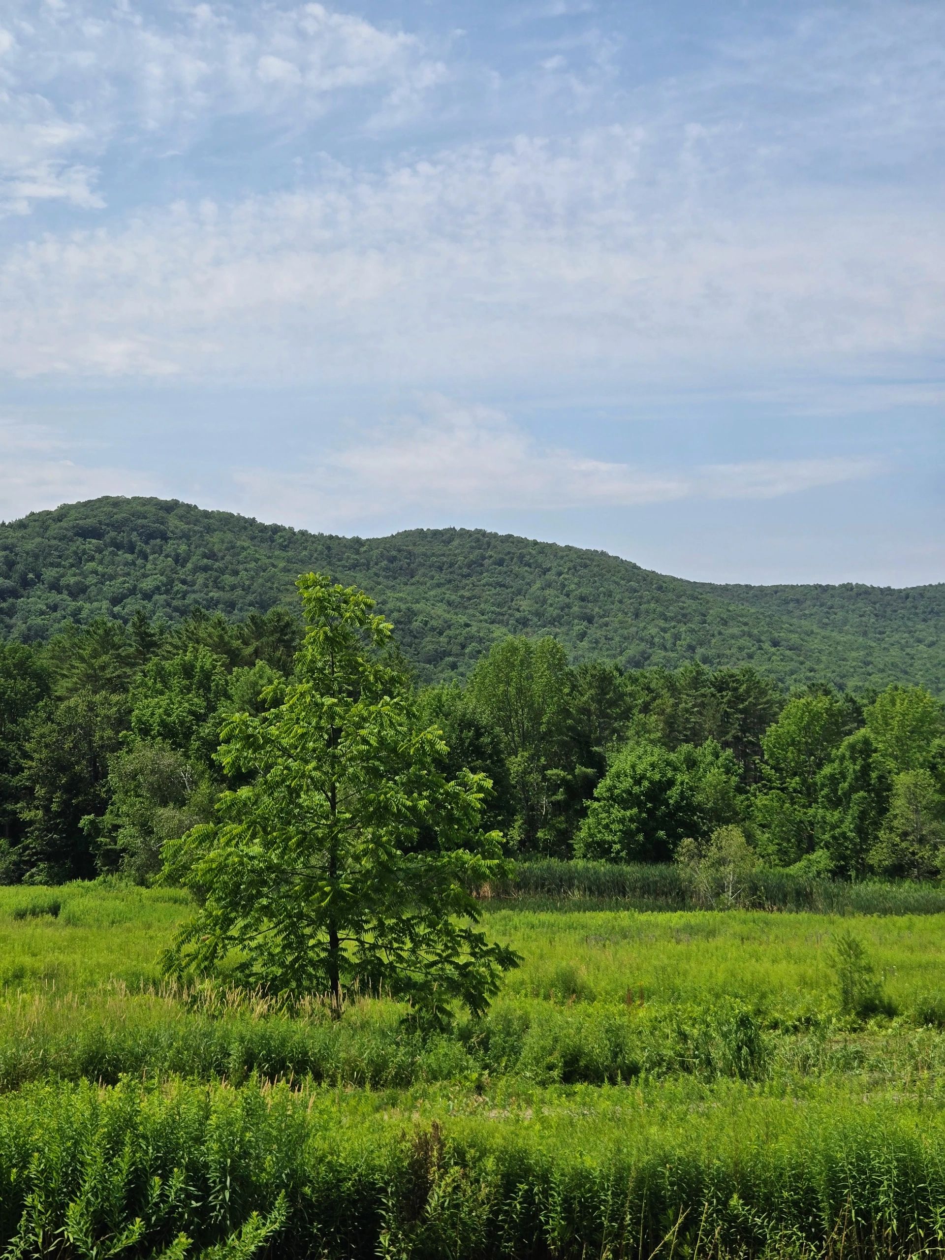 Vermont forest landscape